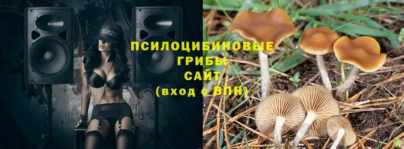 ссылка на мегу tor  Данилов  Галлюциногенные грибы MAGIC MUSHROOMS  где продают  